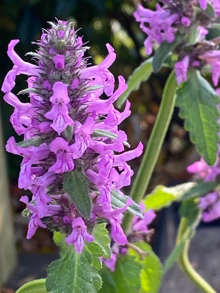 Betonie, inheemse vaste plant, bio zaad&potgrond, Volle zon, Vaste plant, Zomer, Ophalen