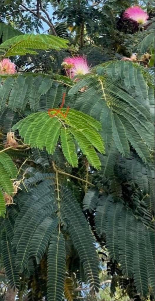 Roze zijdeboom Albizia julibrissin boompjes planten zaden, Overige soorten, Ophalen of Verzenden, In pot, Minder dan 100 cm
