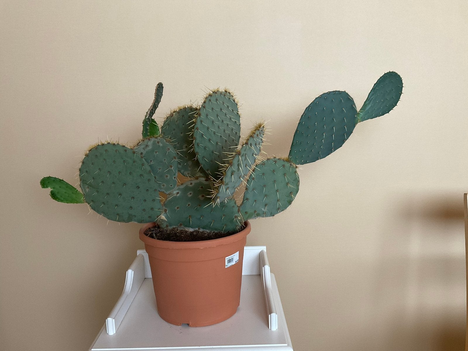 Grote cactus in pot - Opuntia, Ophalen, Minder dan 100 cm, In pot, Cactus