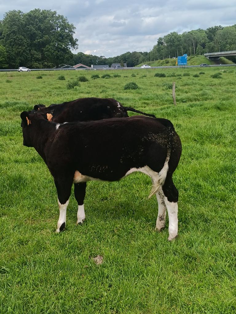 VERKOCHT Dikbilpinken, Dieren en Toebehoren, Runderen, Mannelijk