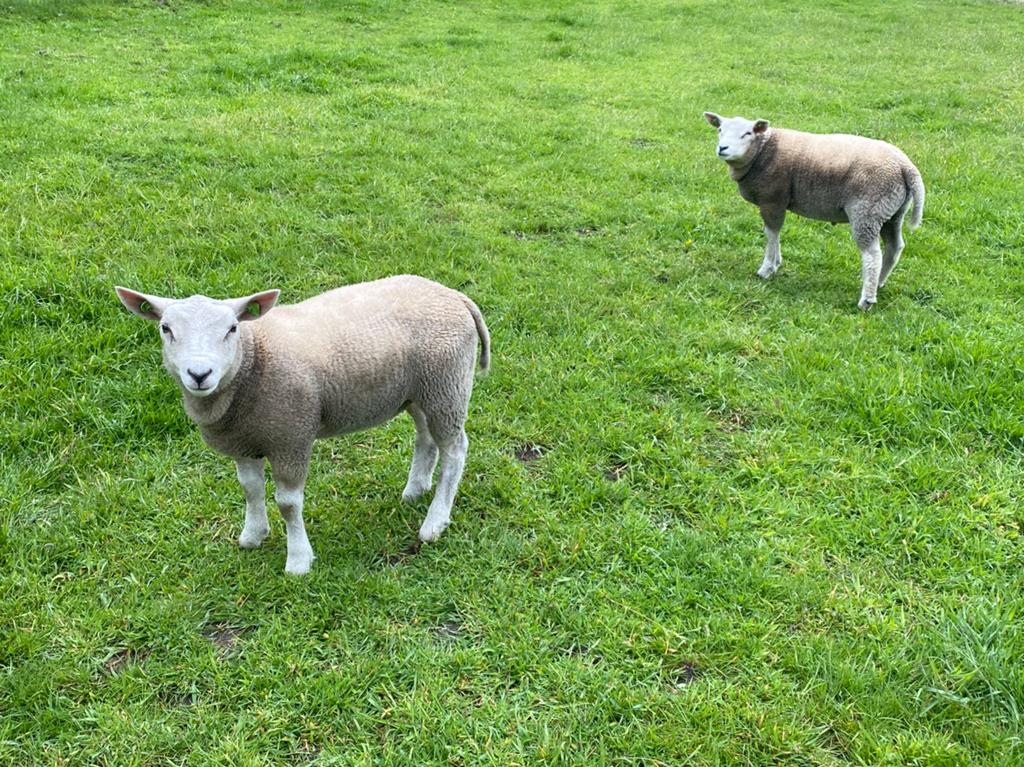 Dekram Swifter Texelaar rammetjes kruising, Mannelijk, Schaap