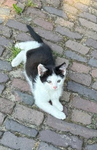 Lieve kitten te koop!, Kater, Kortharig, 0 tot 2 jaar