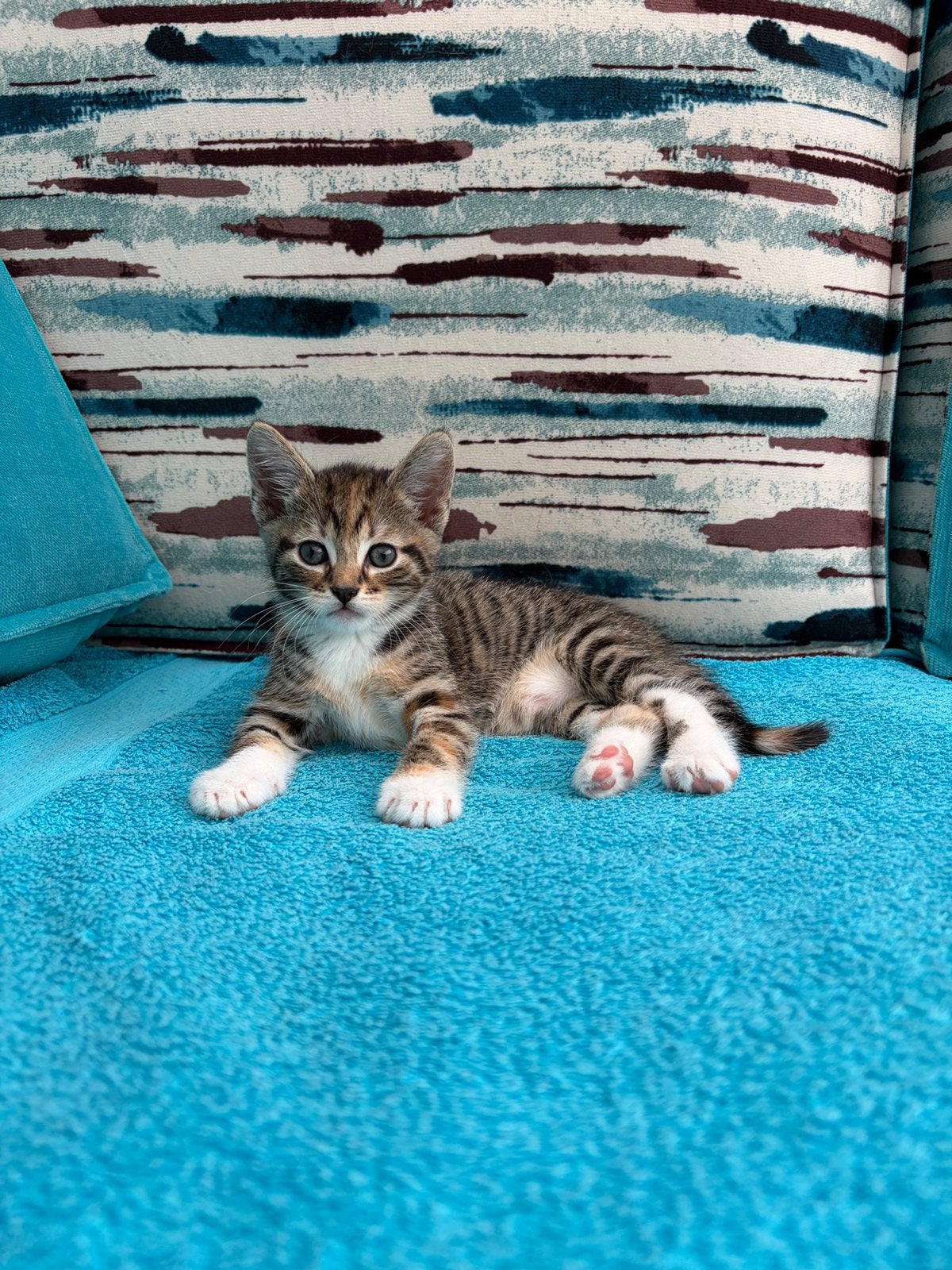 lieve speelse kitten te koop, Meerdere dieren