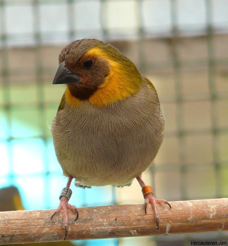 vogels, Dieren en Toebehoren, Vogels | Parkieten en Papegaaien, Meerdere dieren, Parkiet