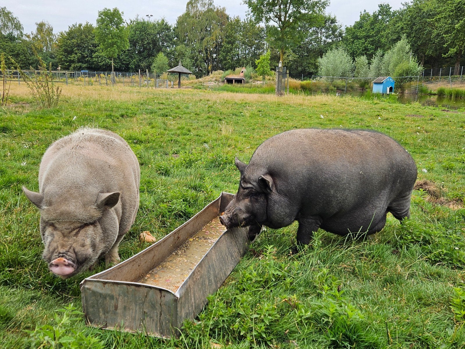 Liefdevol thuis gezocht voor onze twee varkens Stan & Spek, Dieren en Toebehoren, Schapen, Geiten en Varkens, Mannelijk, Varken