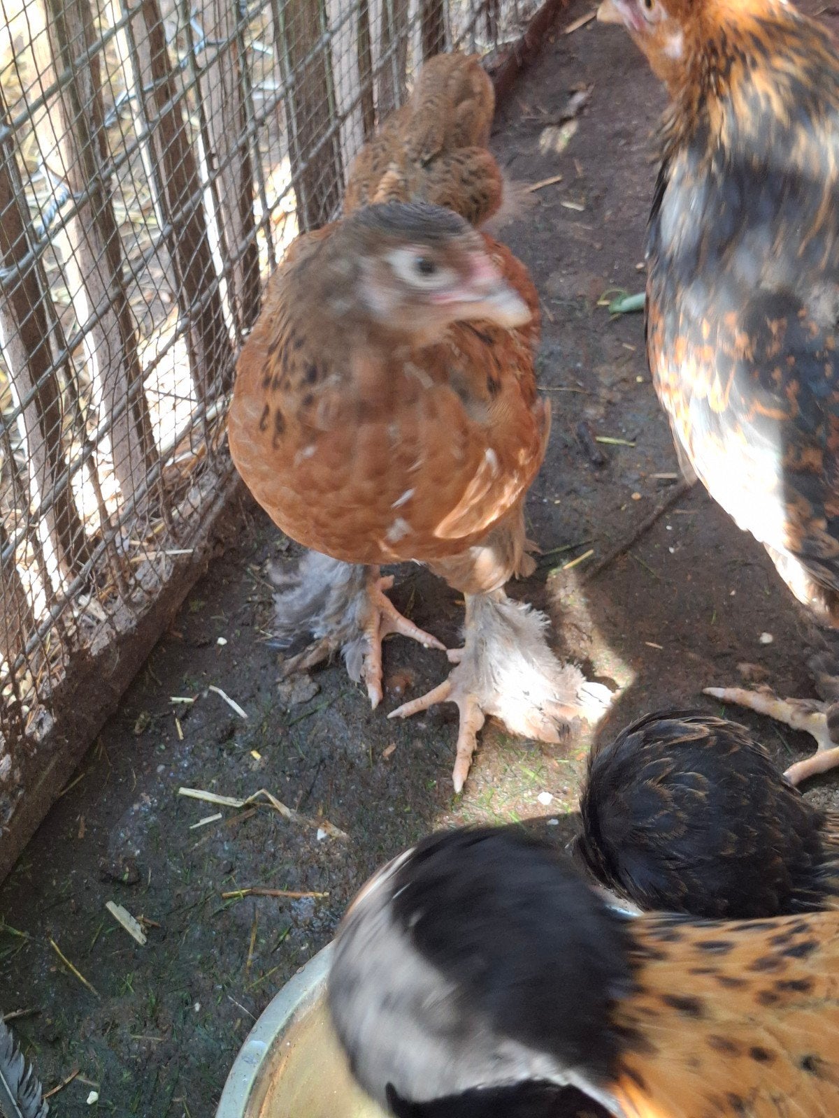 Brahma groot hen, Dieren en Toebehoren, Pluimvee, Vrouwelijk, Kip
