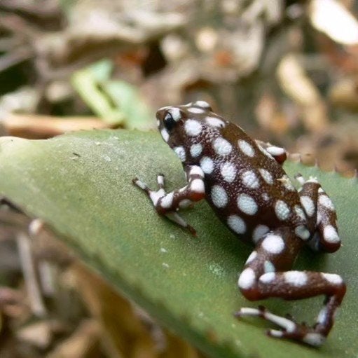 Excidobates mysteriosus, legale lijn van AquaZoo Löbbecke, Amfibie, 0 tot 2 jaar