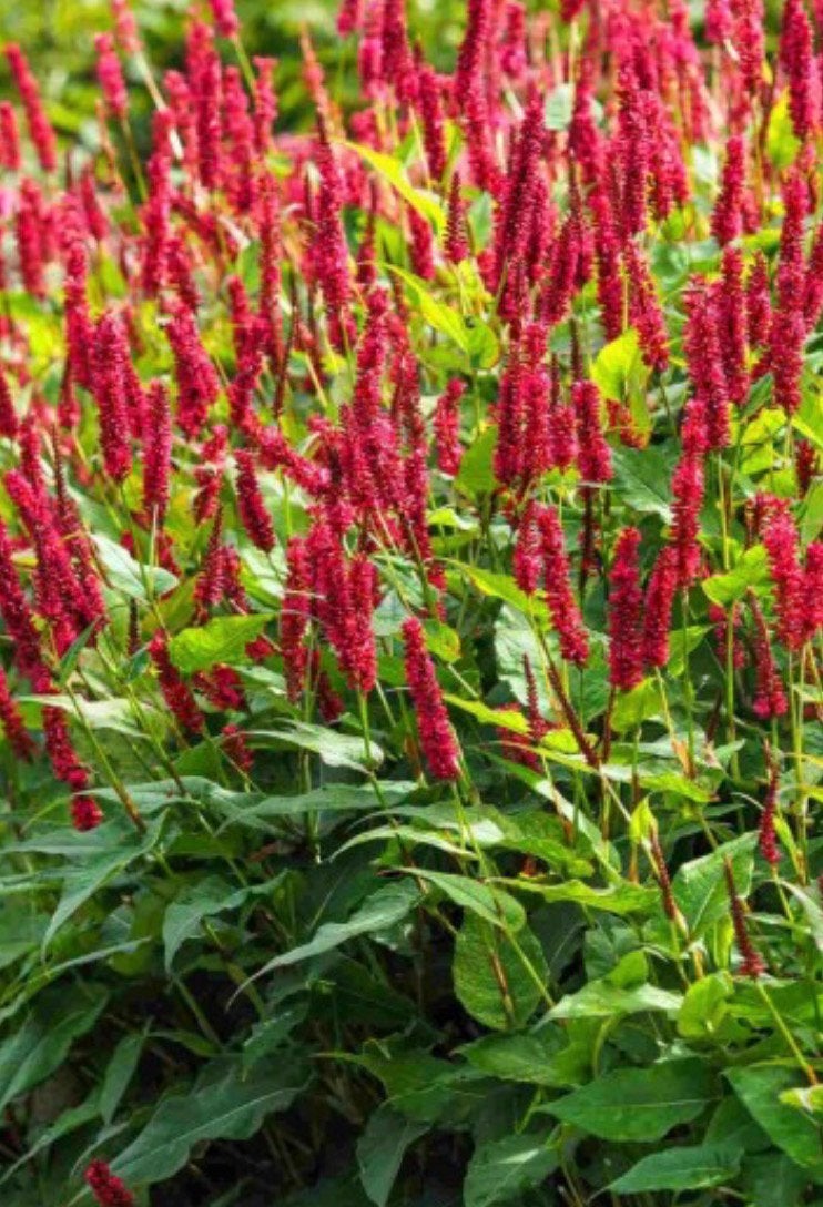 Persicaria amp. ´Blackfield’ grote en kleine planten, Ophalen, Bodembedekkers, Volle zon, Vaste plant