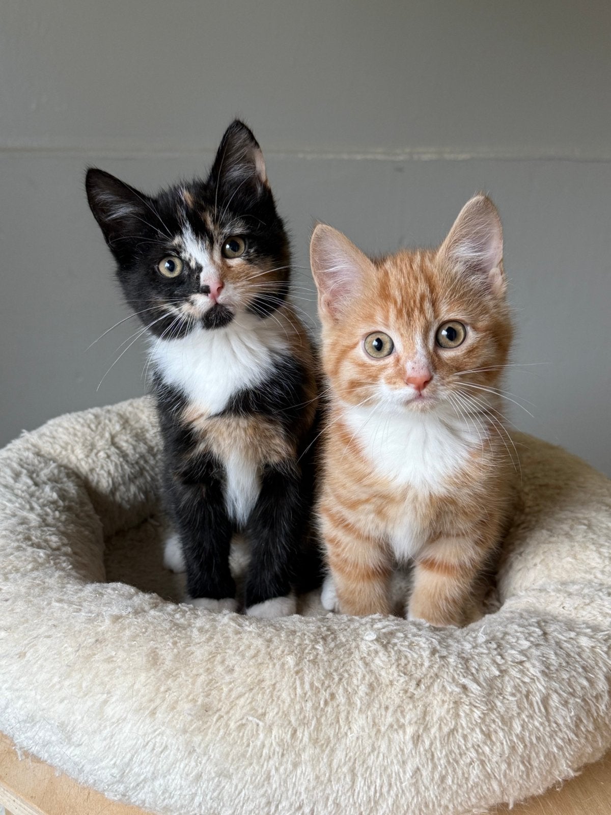 Kittens 9,5 weekjes mogen verhuizen, Dieren en Toebehoren, Meerdere dieren