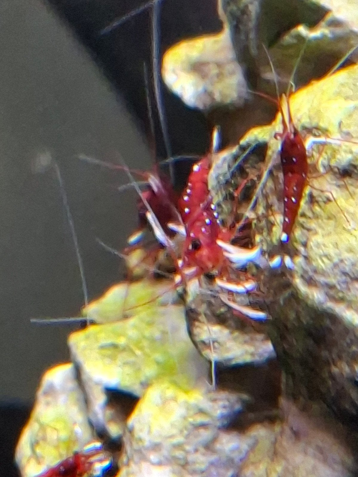 Dennerli/sulawesi garnalen., Dieren en Toebehoren, Vissen | Aquariumvissen, Kreeft, Krab of Garnaal
