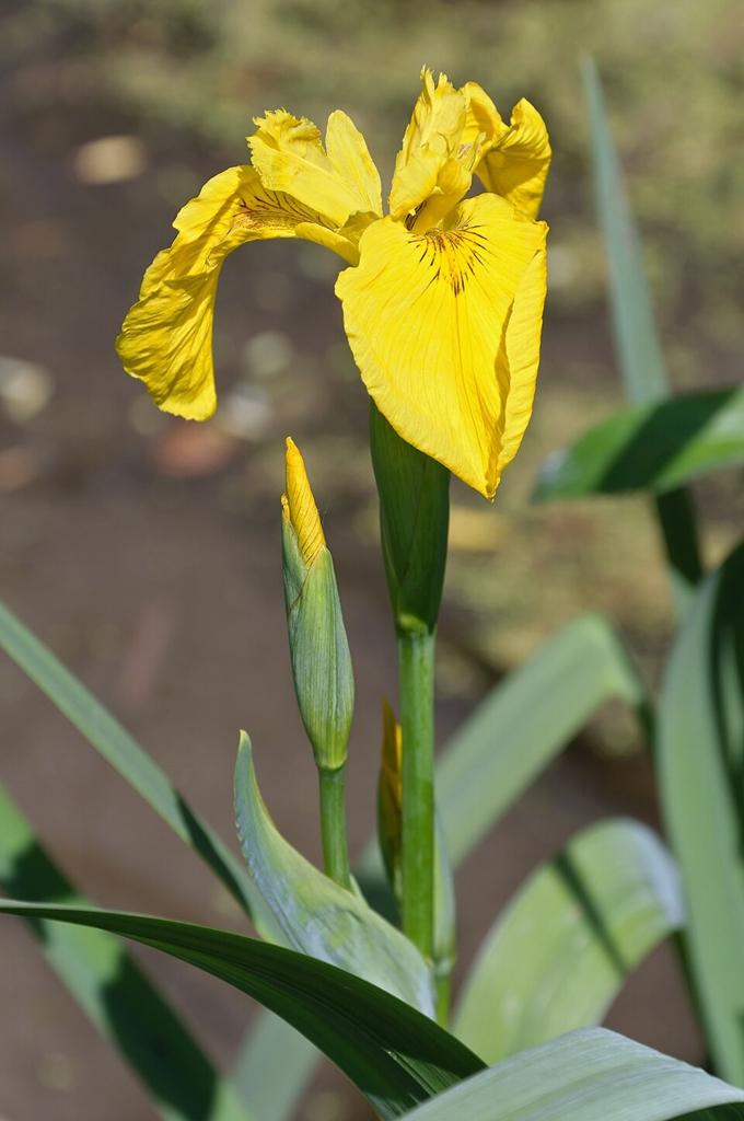 Gele lis stekken - Iris pseudacorus, Ophalen, Volle zon, Vaste plant, Vijverplanten