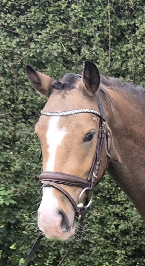 *Super chique 3 jarige D pony valk*, Merrie, Met stamboom, Dressuurpony, 3 tot 6 jaar