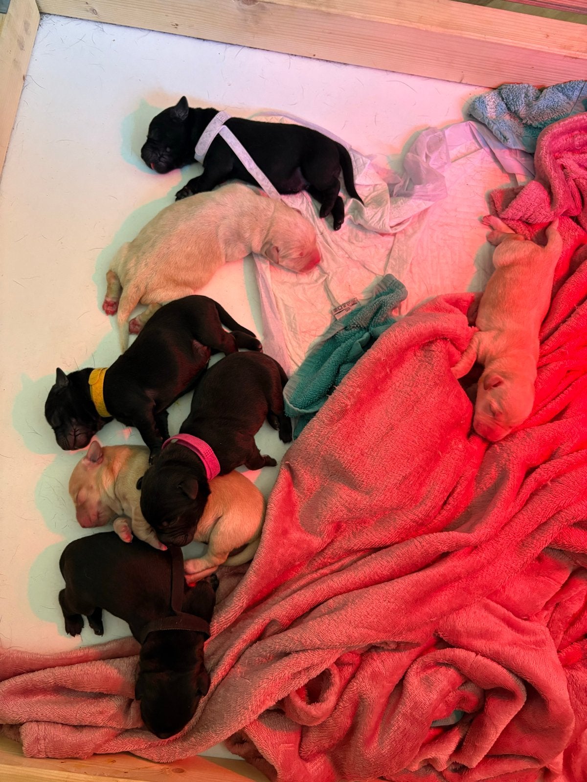 Labrador pups te koop – nu 1 week oud!, Dieren en Toebehoren, Honden | Retrievers, Spaniëls en Waterhonden, 8 tot 15 weken, Labrador retriever