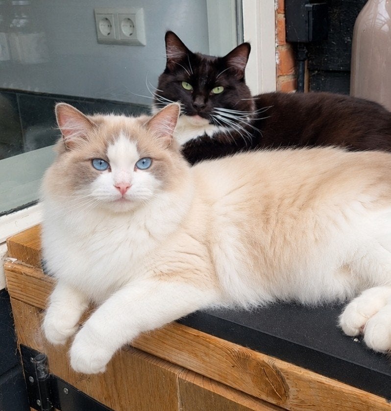 laatste Ragdoll kittens, Meerdere dieren, Gechipt, 0 tot 2 jaar