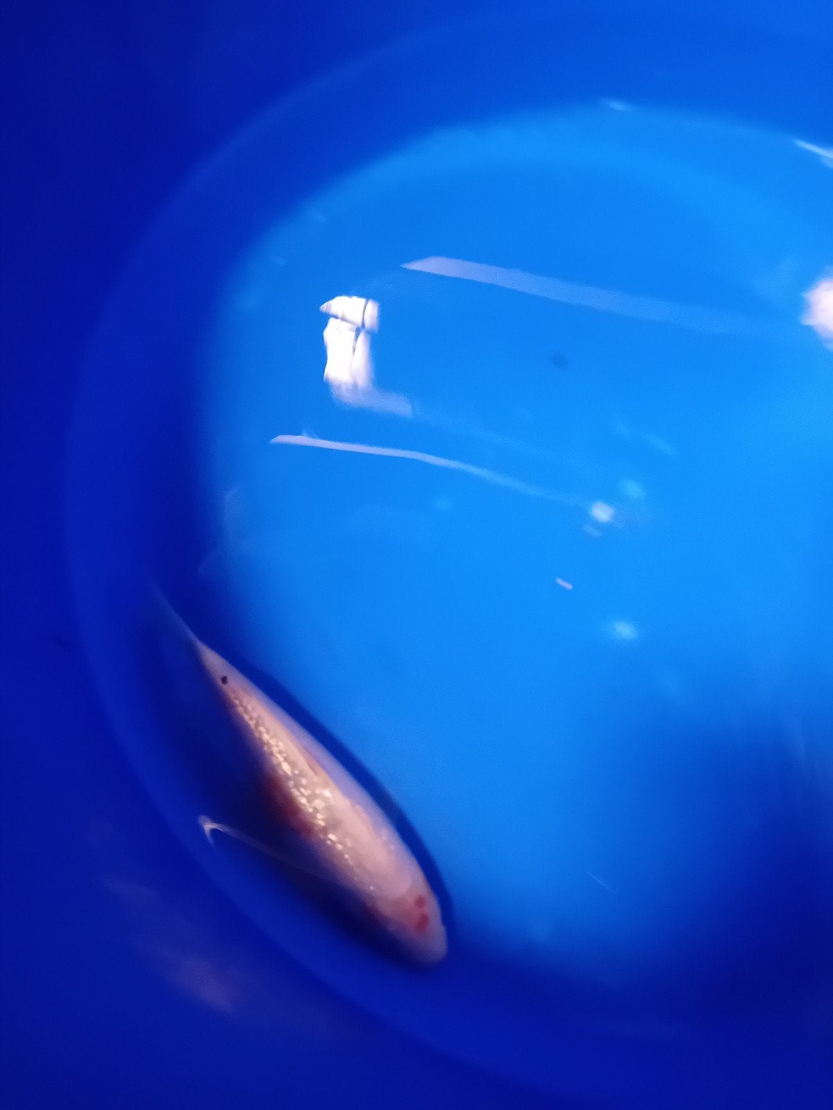 eigen kweek koi, Karper of Koi
