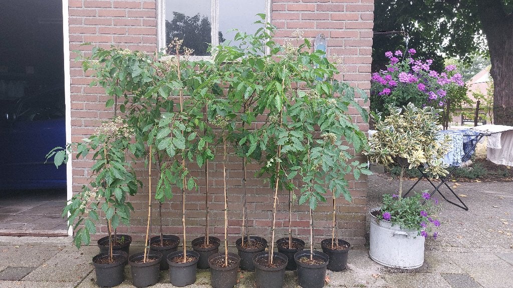 Drachtplanten voor bijen: Tetradium Danielii, bijenboom, Tuin en Terras, Planten | Bomen, Overige soorten, 100 tot 250 cm, Zomer