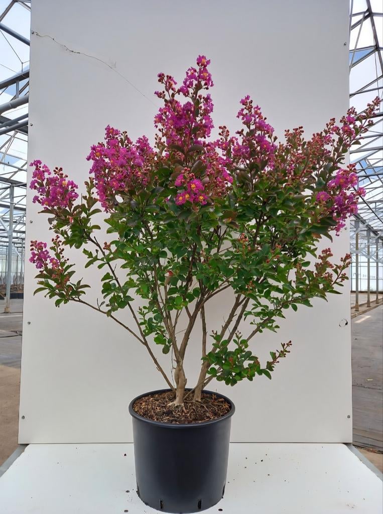 Lagerstroemia indica 'Purple Star'🌺, Ophalen, Overige soorten, Halfschaduw