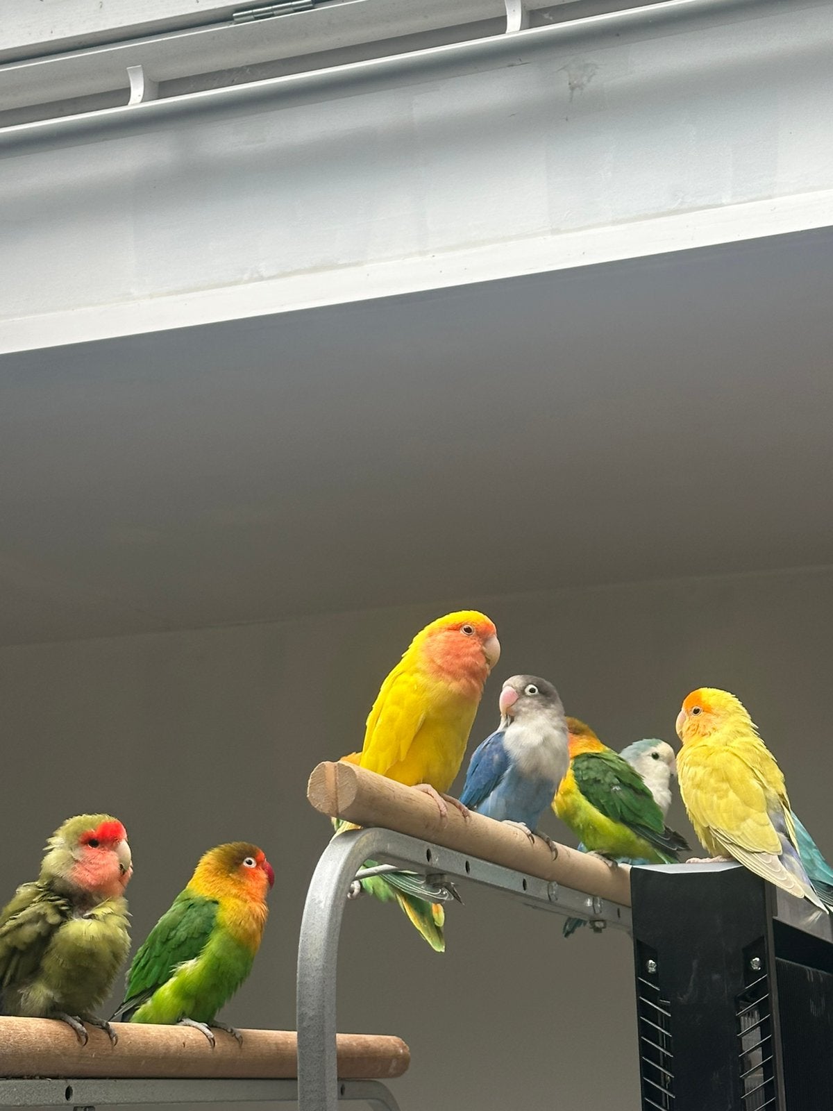 Te koop 10x agapornis +1 gratis, Dieren en Toebehoren, Vogels | Parkieten en Papegaaien, Dwergpapegaai of Agapornis, Meerdere dieren