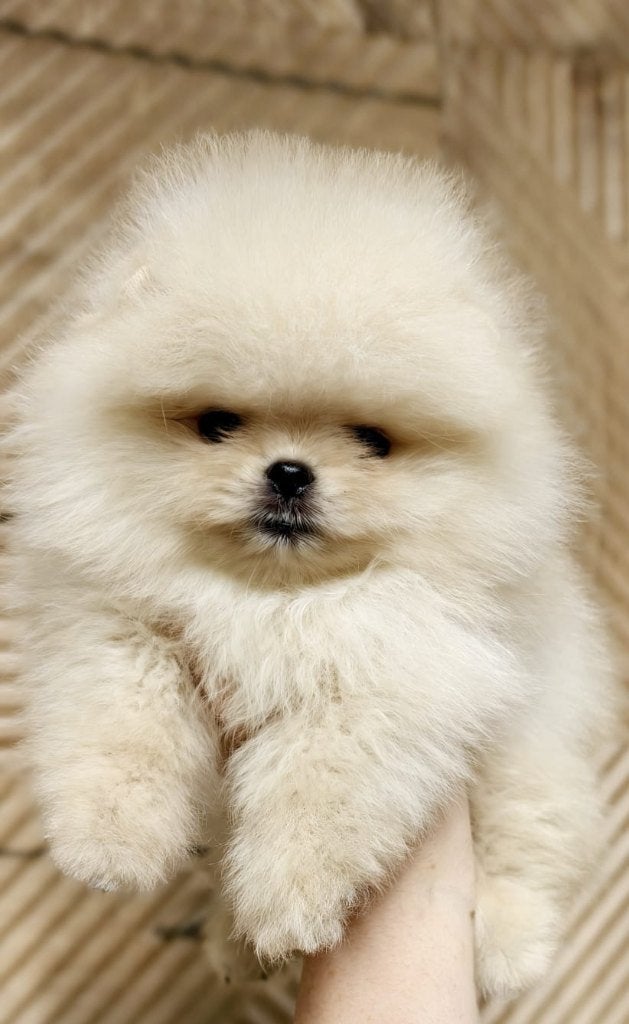 Pomeriaan pup reutje Cream Bear type – te reserveren, Keeshond, Reu, 8 tot 15 weken, Buitenland