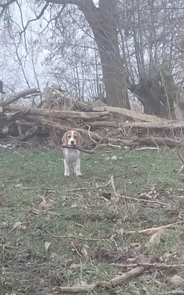 Een fijn vakantie plekje voor u hond of kat.