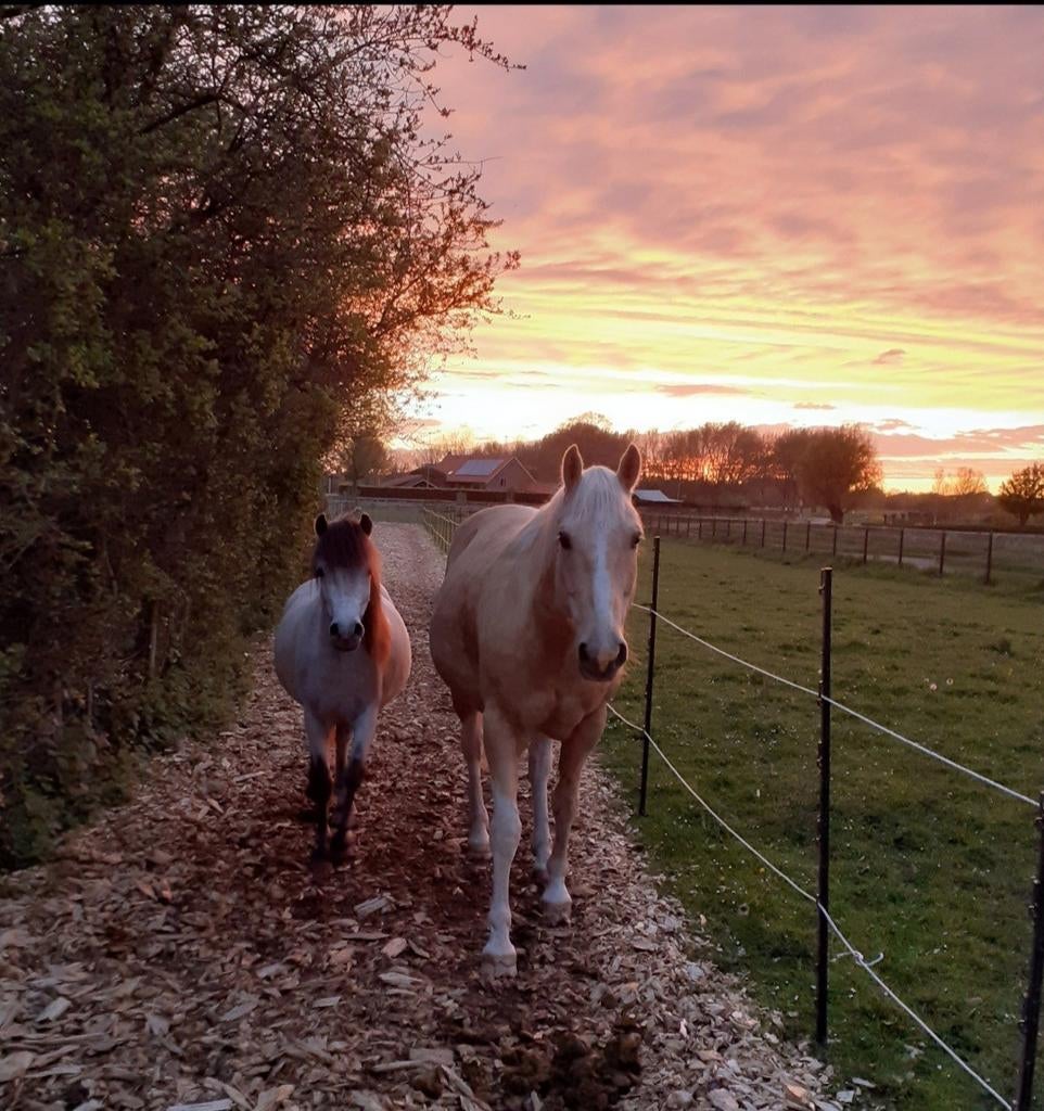 Palomino paint APHA & welsh a pony schimmel, Dieren en Toebehoren, Paarden, Ruin, Recreatiepaard
