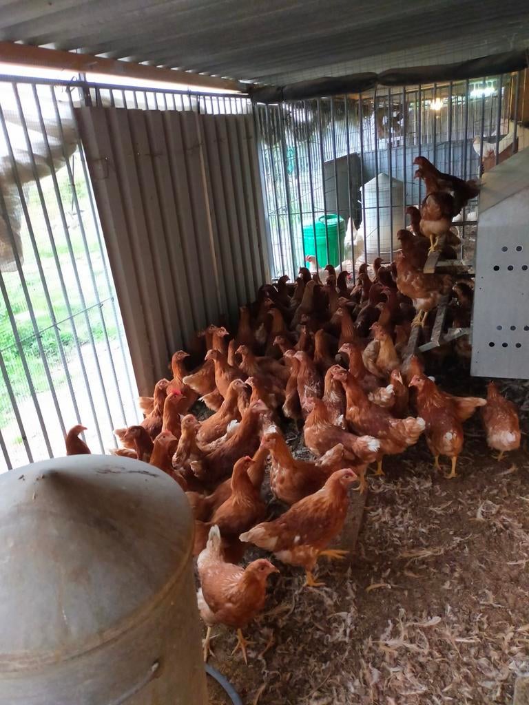 Leghennen, hennen legkippen,  isha brown  ,witte leghorns, Dieren en Toebehoren, Vrouwelijk, Kip