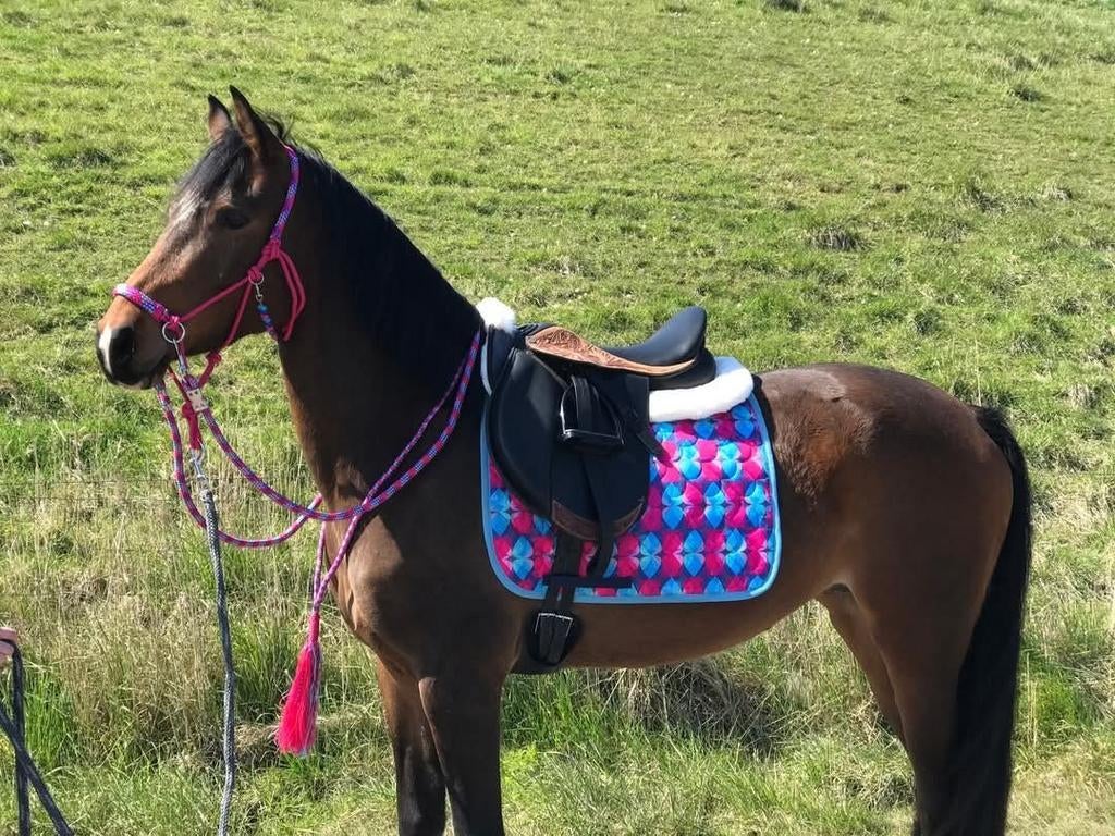 Uniek dressuurzadel en nog veel meer!!! In prijs verlaagd!!, Dieren en Toebehoren, Ophalen of Verzenden, Zo goed als nieuw, Dressuur