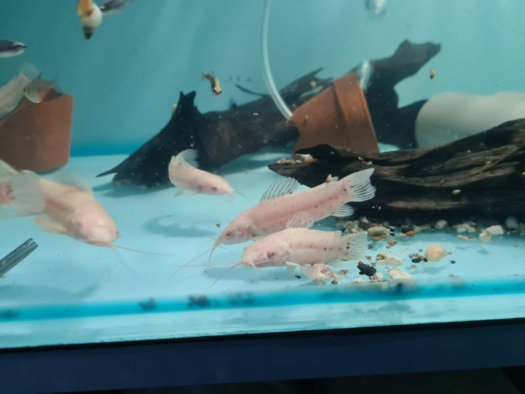 Albino Kwi Kwi meervallen, Hoplosternum Thoracatum Albino, Dieren en Toebehoren, Vissen | Aquariumvissen, Vis, Zoetwatervis