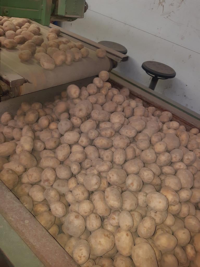 Aardappelen Frieslander en Agria, Ophalen of Verzenden