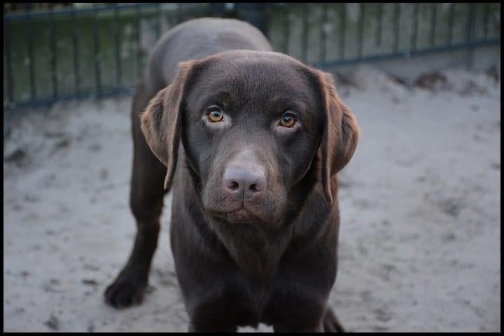 Labrador Dekreu met stamboom HD A / ED Vrij en ECVO Vrij, Parvo, Reu, 1 tot 2 jaar, Eén hond