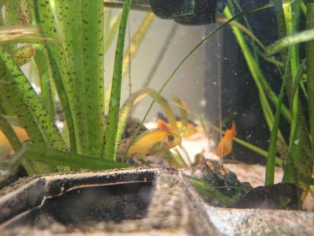 Malawi cichliden, Dieren en Toebehoren, Vissen | Aquariumvissen, Zoetwatervis, Vis
