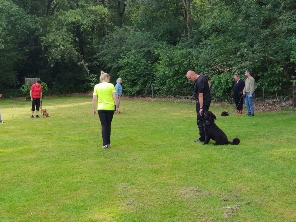 Puppy/Basis en Agility training Oss, Diensten en Vakmensen, Dieren | Honden | Verzorging, Oppas en Les, Training of Cursus