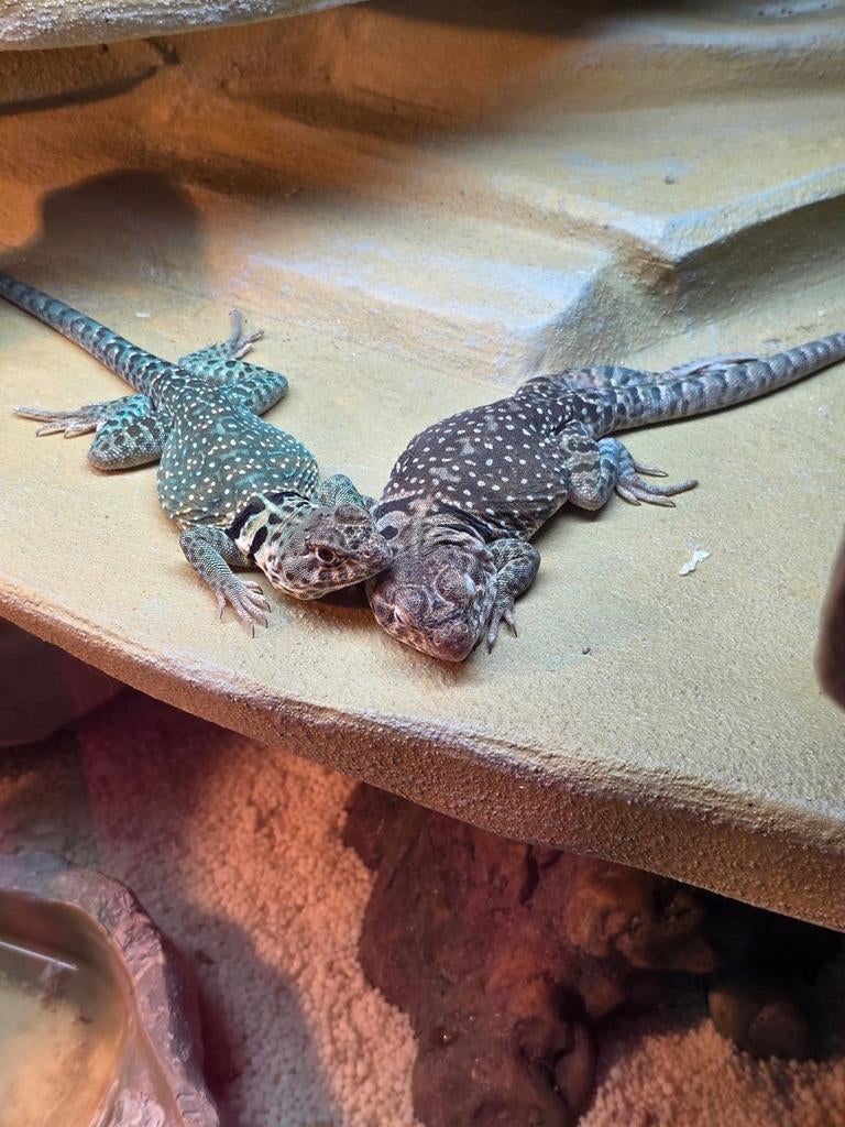 Halsbandleguaan Crotaphytus Blazing Bleu, Dieren en Toebehoren, Reptielen en Amfibieën, Hagedis, Tam, 0 tot 2 jaar