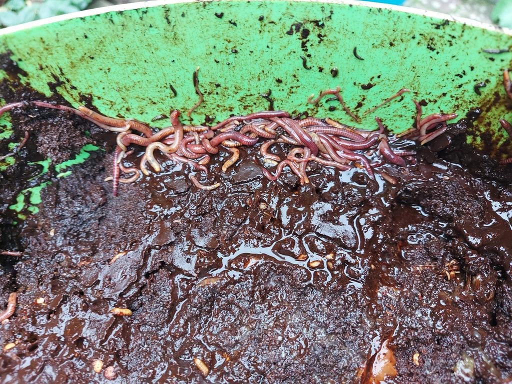 Compostwormen, Tuin en Terras, Ophalen