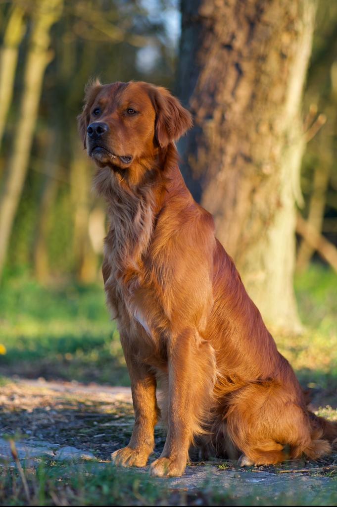 Golden Retriever Dekreu | FCI stamboom, Reu, 1 tot 2 jaar, Parvo, Eén hond