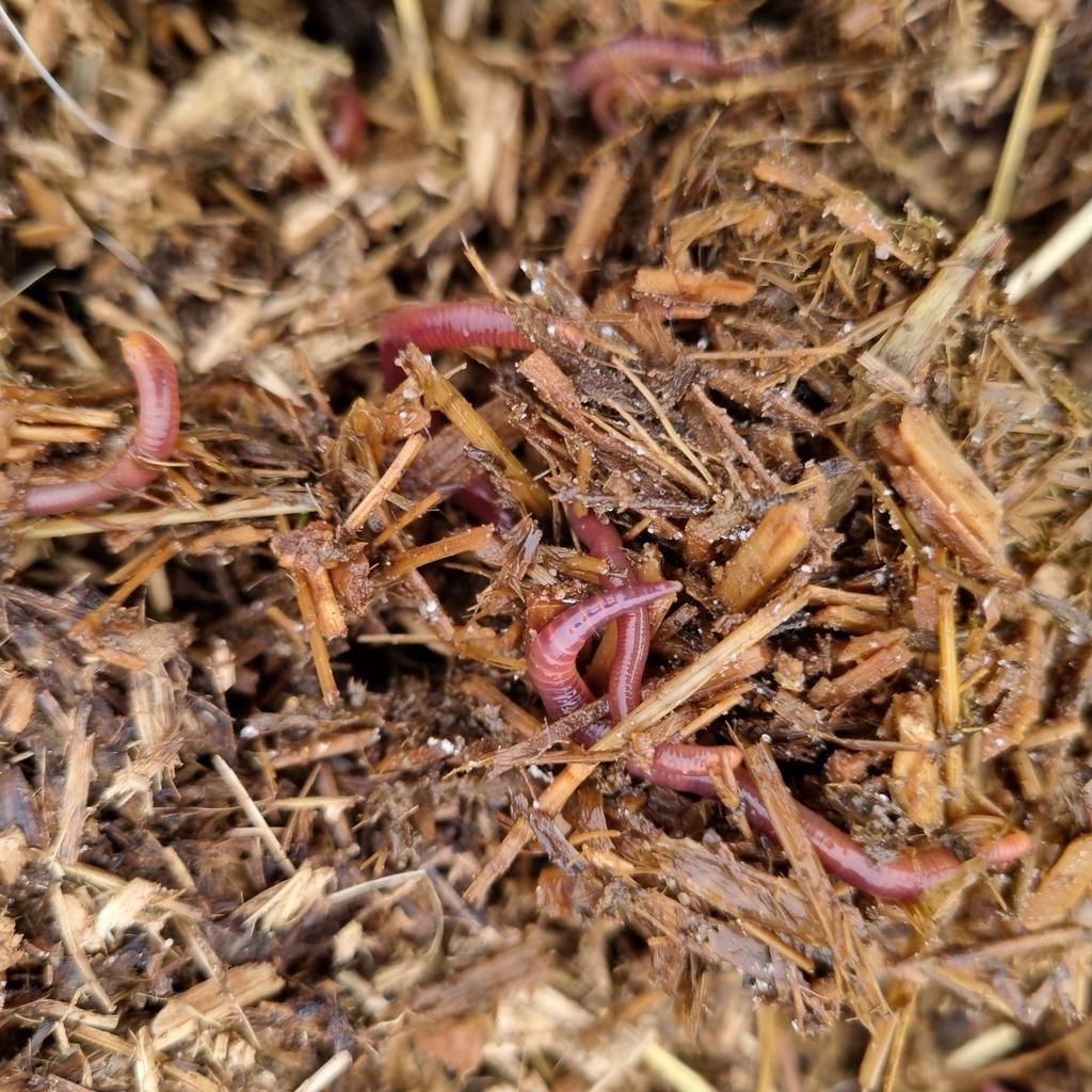 Nieuwe foto's! 1½ kilo mest met wormen, moestuin in de stad, Ophalen of Verzenden