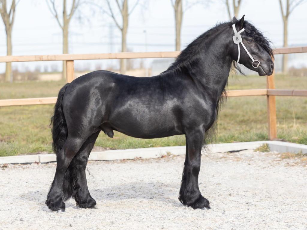 6 mooie Fell pony's ter dekking, Hengst