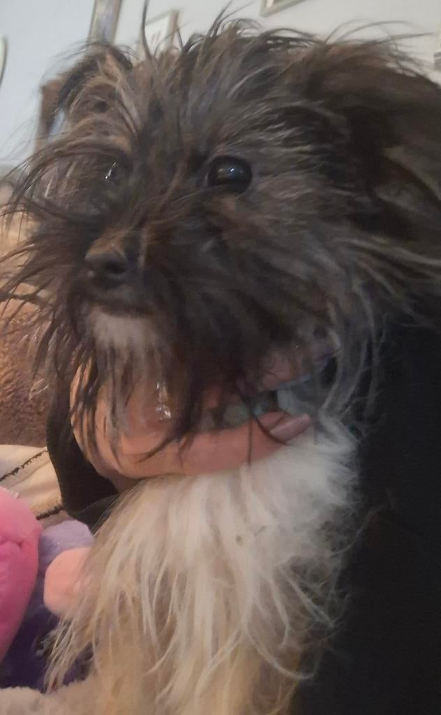 Puppy  kruising tussen een jack russel en shih tzu, Meerdere, Meerdere dieren, Nederland, Particulier