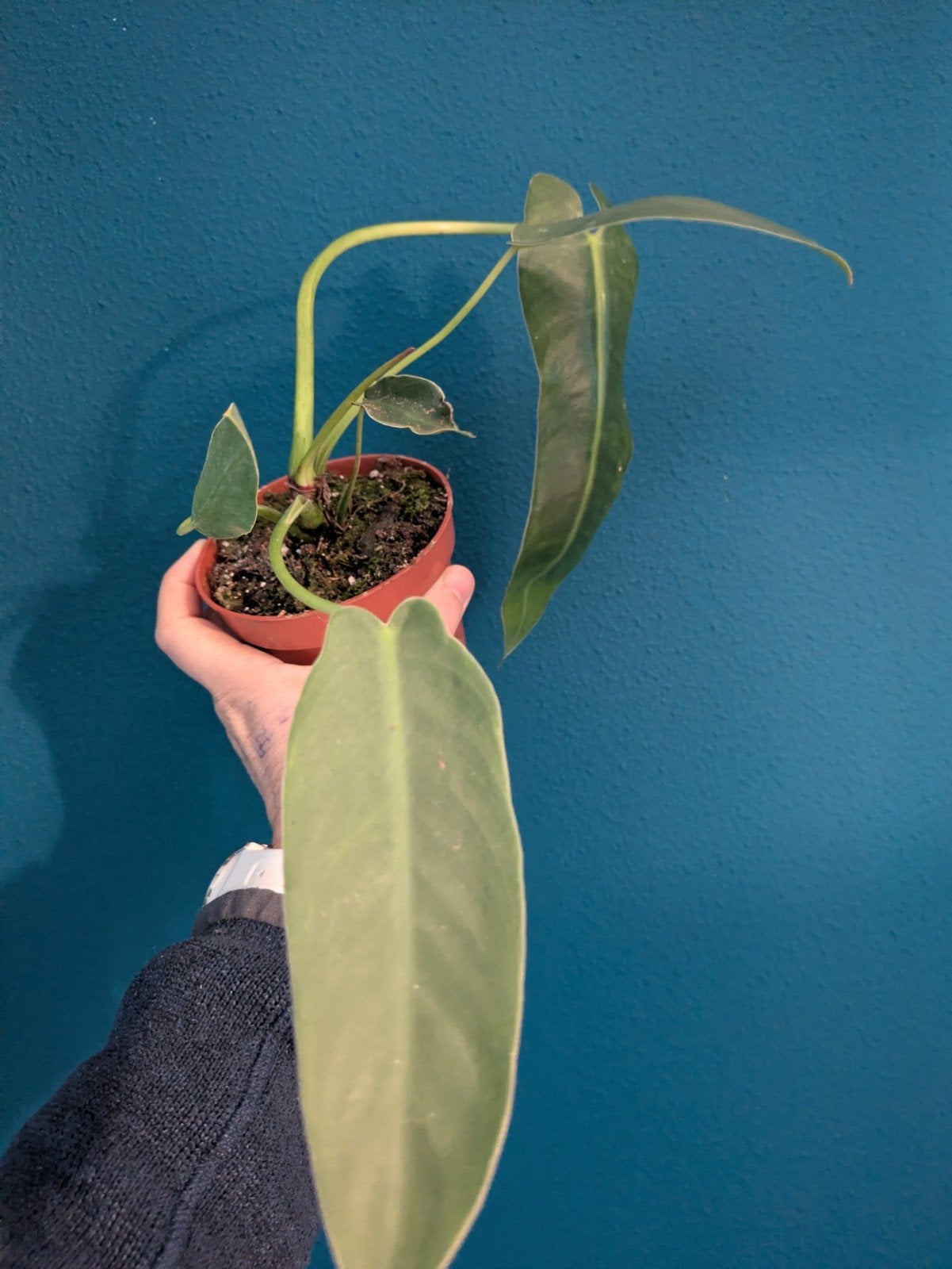 Philodendron Spiritus Sancti, Ophalen of Verzenden, Halfschaduw, Minder dan 100 cm