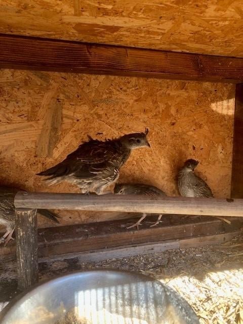 californishekuif kwartels, Dieren en Toebehoren, Meerdere dieren, Geringd