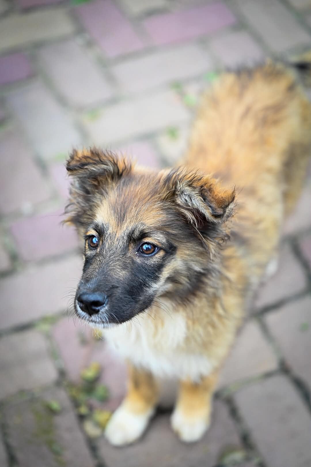 Langhaar herder pup teefjes 4 maanden, Particulier, 15 weken tot 1 jaar, Buitenland, Teef