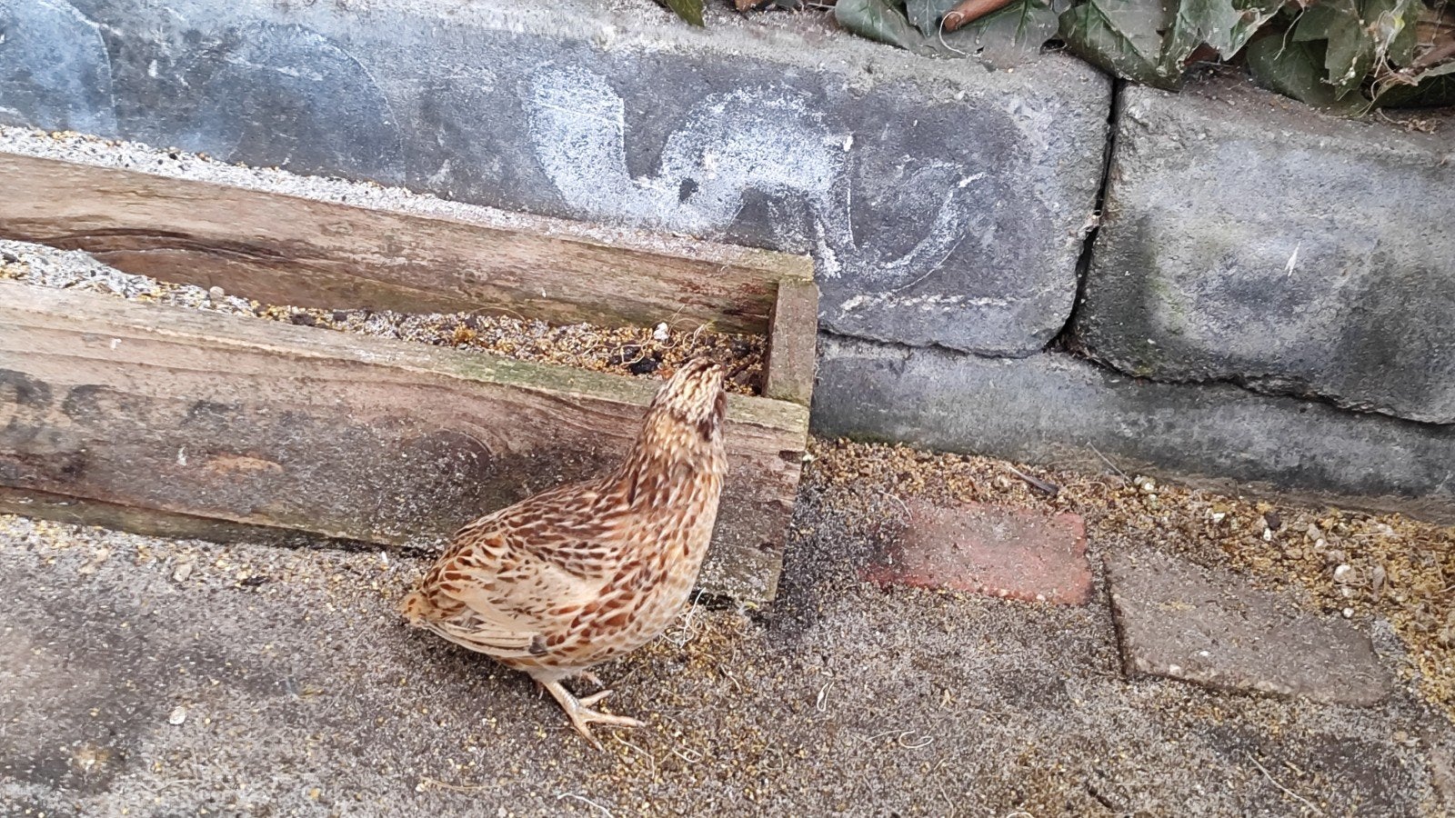 Japanese kwartel man te koop, Dieren en Toebehoren, Mannelijk, Overige soorten