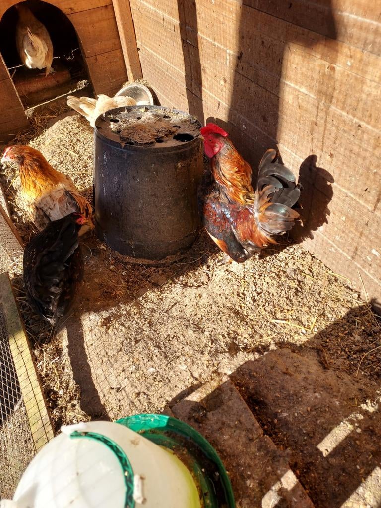 Klein haantje zoekt goed tehuis. Gratis, Dieren en Toebehoren, Pluimvee, Mannelijk, Kip