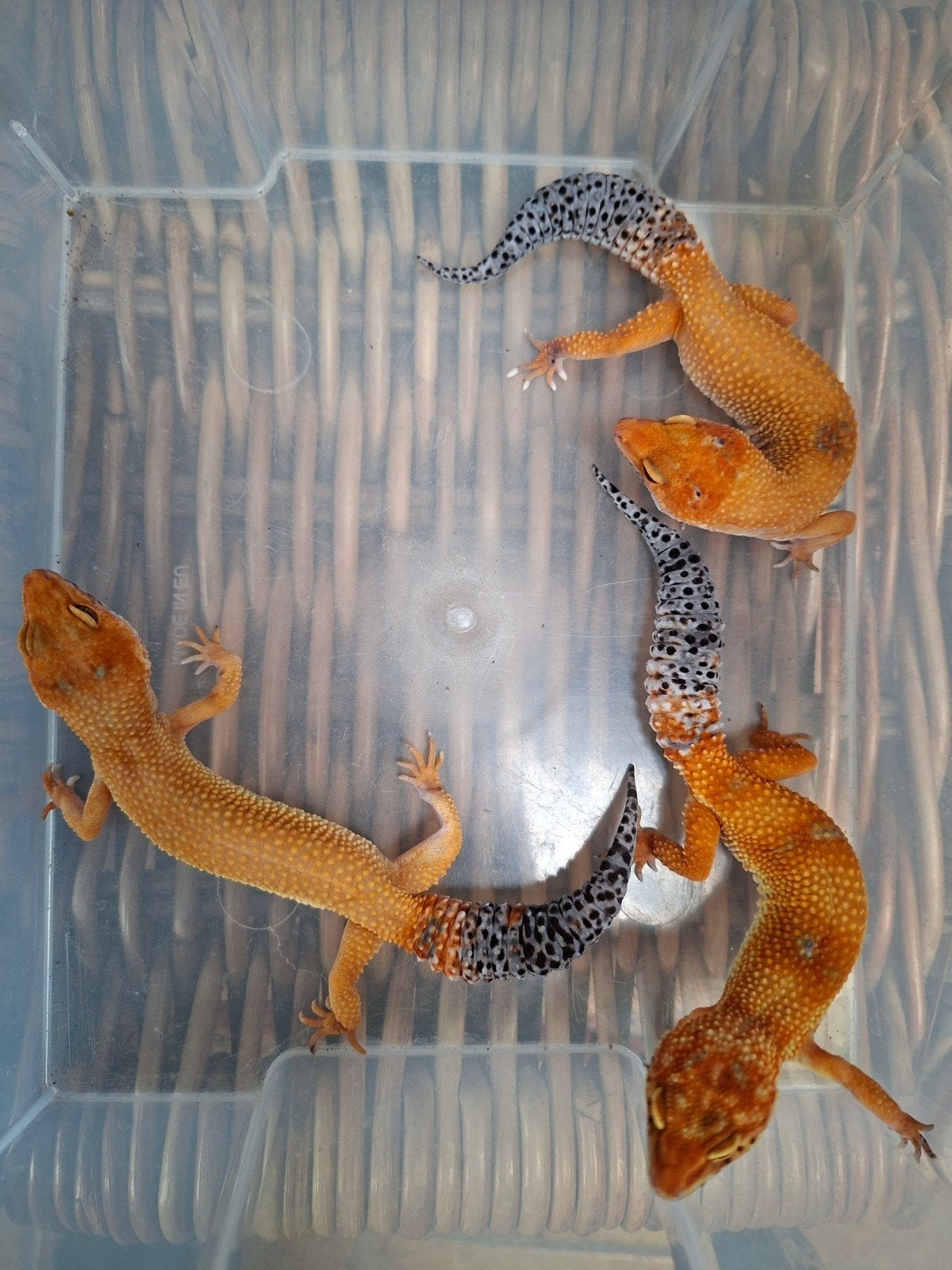 luipaard gekko's Leopard Gecko - female for sale from hofman