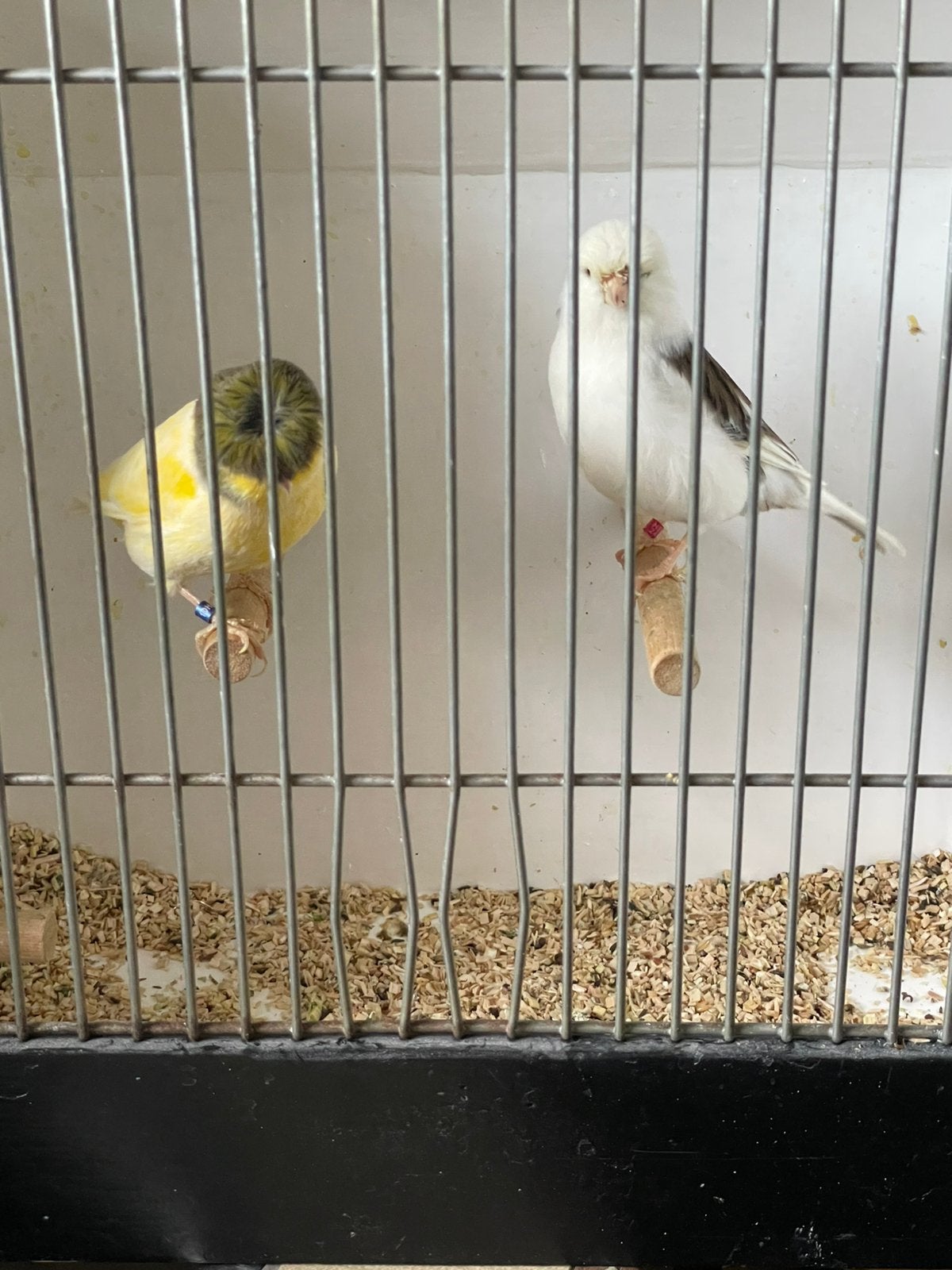 Gloster pop, Dieren en Toebehoren, Vogels | Kanaries, Meerdere dieren