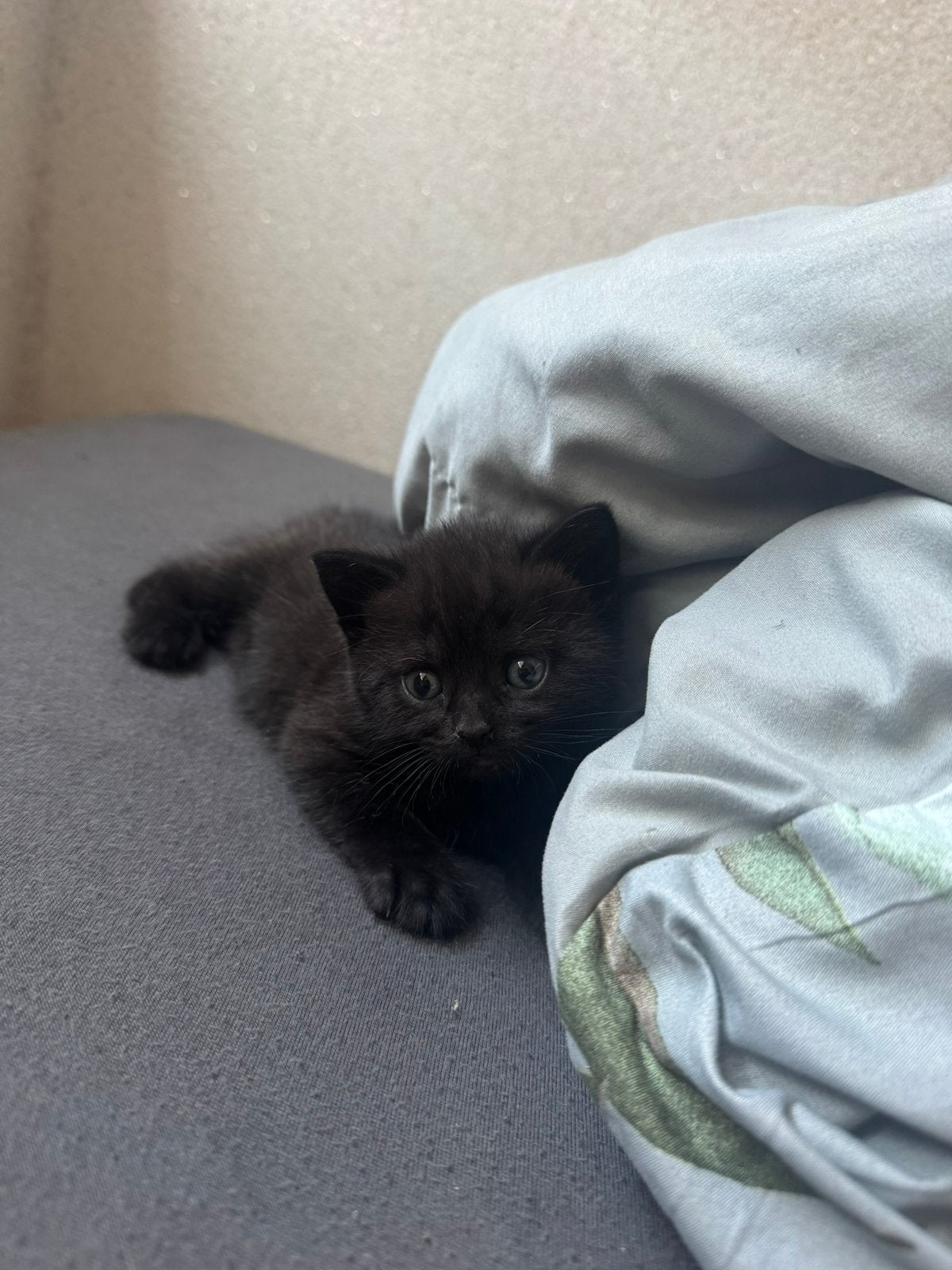 Britse korthaar kitten zwart, Dieren en Toebehoren, Katten en Kittens | Raskatten | Korthaar, Kater