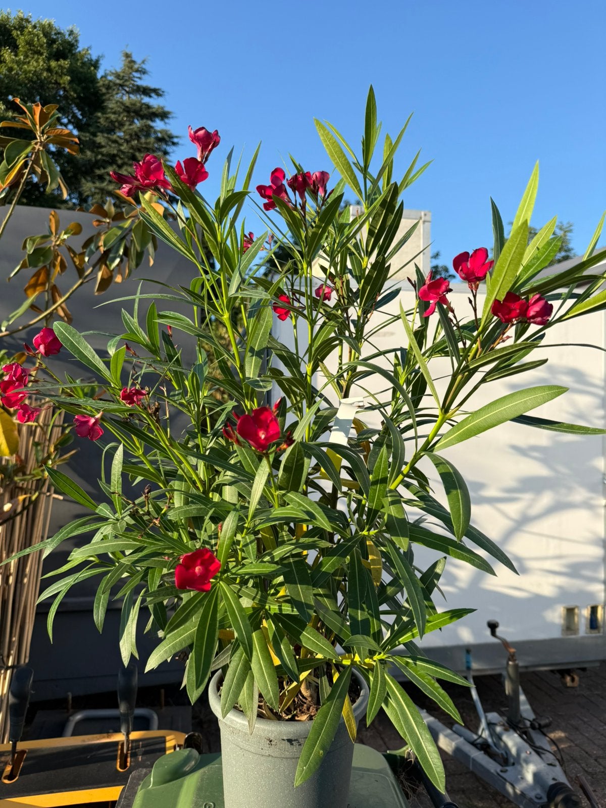 Oleanders unieke aanbieding grote planten 80/90 cm boven pot, Vaste plant, Halfschaduw, Zomer, Ophalen