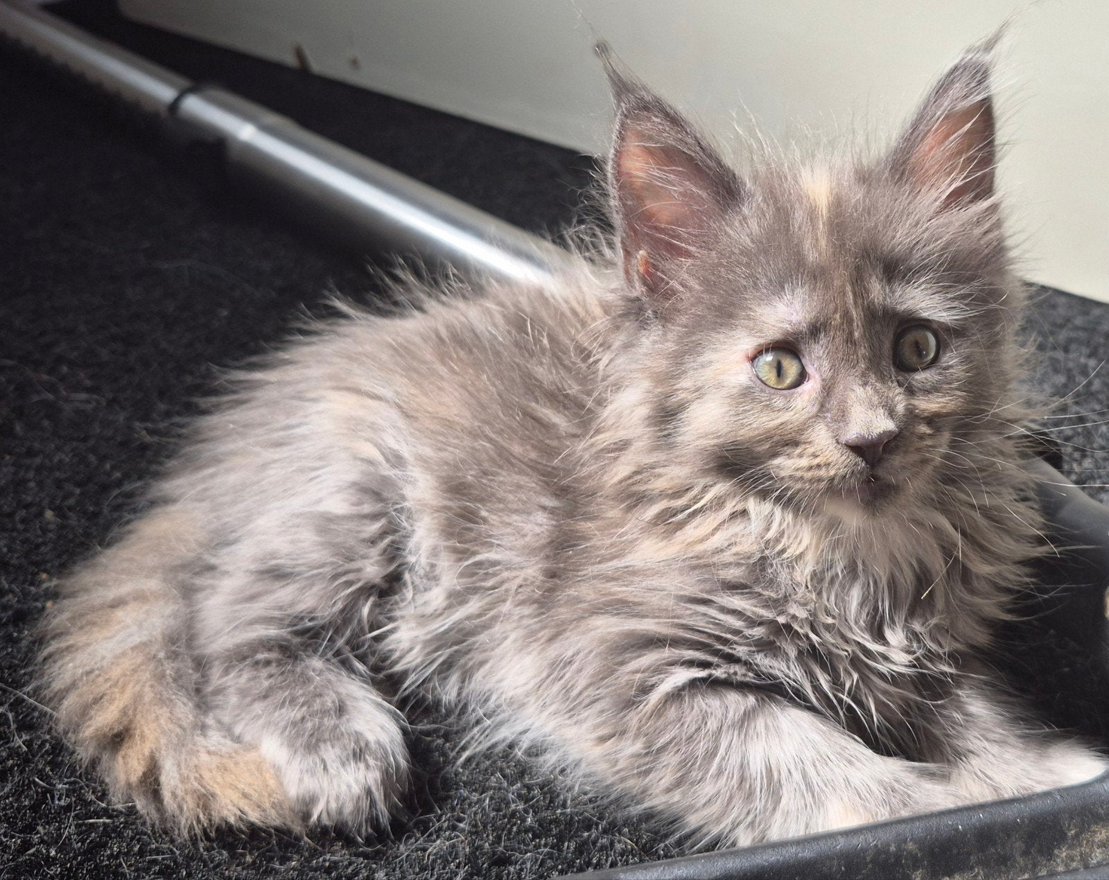 maine coon poesje in optie marije, Dieren en Toebehoren, Poes, Gechipt, 0 tot 2 jaar