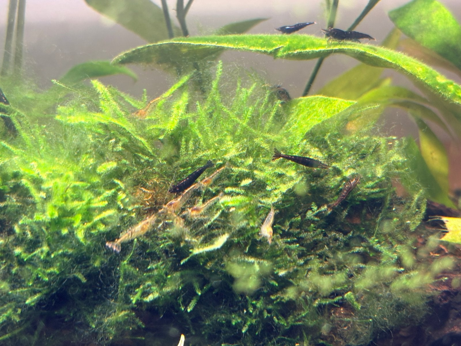 Neocardina garnalen wildkleur (10 voor 2,50), Dieren en Toebehoren, Vissen | Aquaria en Toebehoren, Ophalen, Zo goed als nieuw