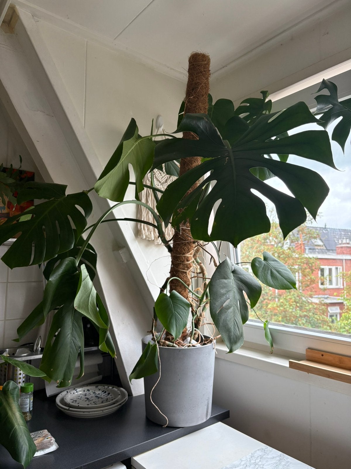Monestera plants, Ophalen, Halfschaduw, Minder dan 100 cm